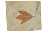 Fossil Sycamore Leaf (Macginitiea) - Montana #213262-1